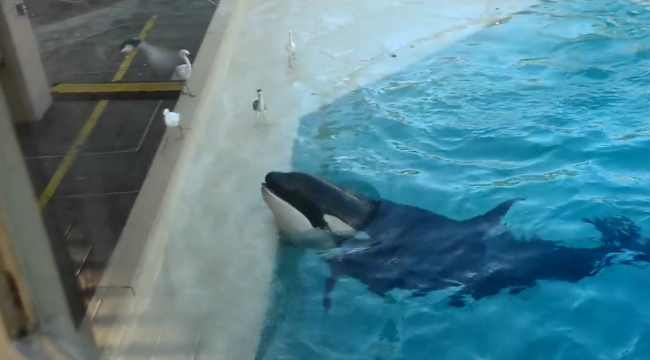 Scary How Smart Killer Whales Are : Viral : Latinos Post