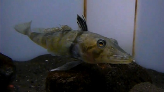 icefin bluefish icefin bluefish