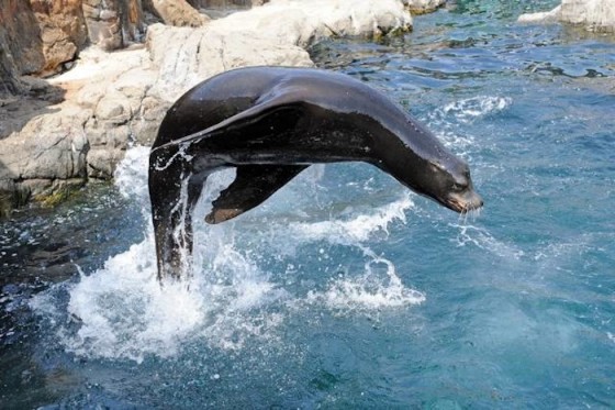 New York Aquarium On Coney Island Set To Reopen May 25
