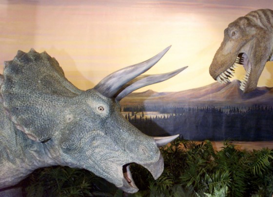 triceratops family