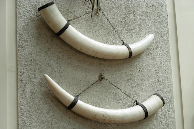 Radioactive Carbon Dating Can Help Fight Poachers, New ...