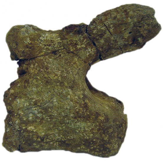 titanosaurid