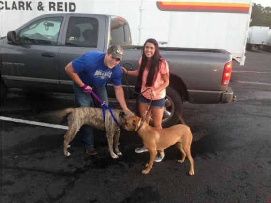 Bull Mastiff Reunited With Owners; Traveled 1,380 Miles ...