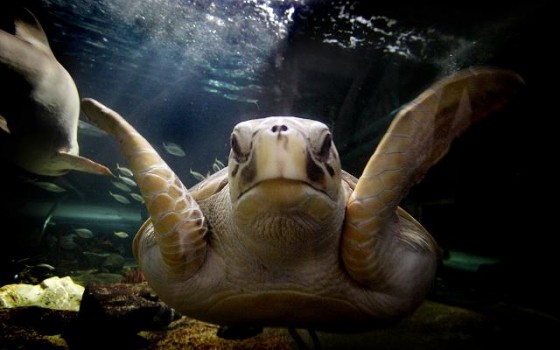 655-Pound Sea Turtle Rescued, Set Free (PHOTO) - dBTechno