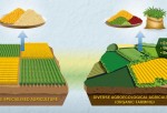Comparisons between Organic and Conventional Agriculture Need to Be Better, Say Researchers (IMAGE)