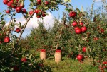 Apples, Orchard, Apple trees