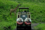 tanzania, serengeti national park, giraffe, and safaris