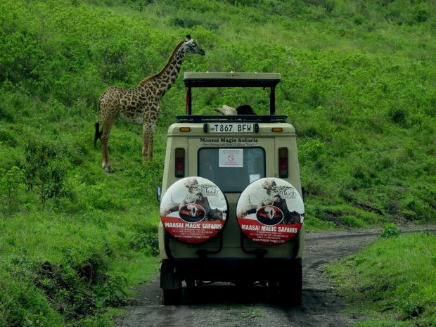 tanzania, serengeti national park, giraffe, and safaris